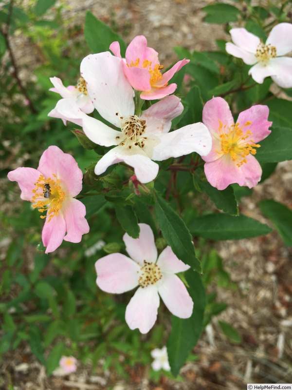 'WDANCOP02' rose photo