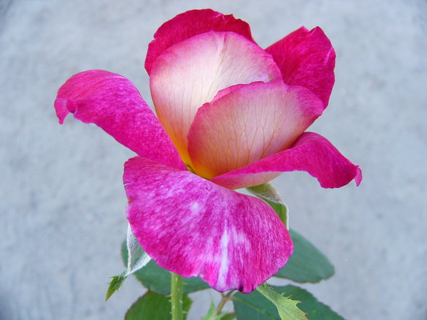 'Bolchoï ® (hybrid tea, Meilland, 1996)' rose photo