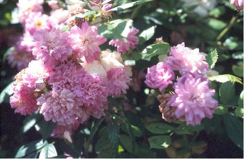 'Louis mon ami' rose photo