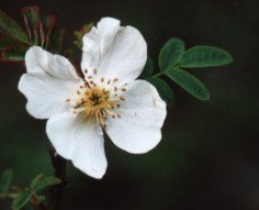 '<i>Rosa omeiensis</i> Rolfe synonym' rose photo