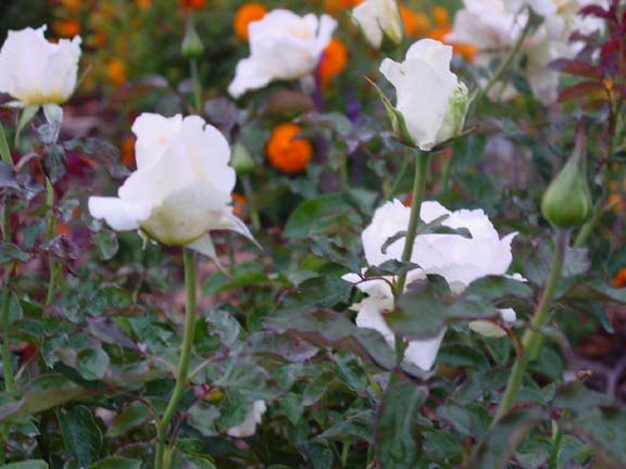 'Whisper ™ (hybrid tea, Dickson 2002)' rose photo