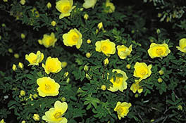 '<i>Rosa pimpinellifolia</i> 'lutea'' rose photo