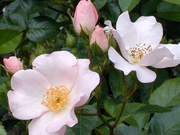 'Cape Cod' rose photo