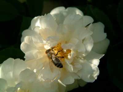 'Thisbe (hybrid musk, Pemberton, 1918)' rose photo