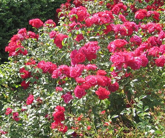 'Rote Woge ®' rose photo