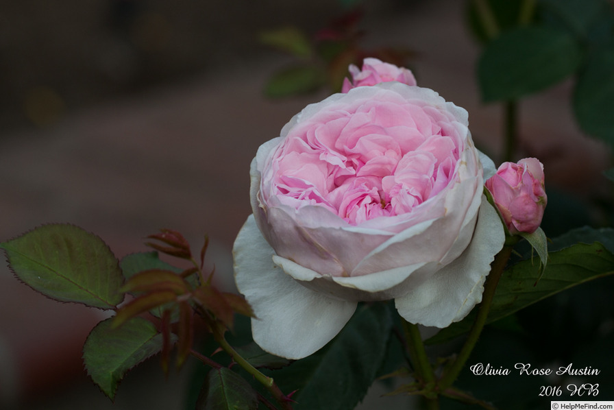 'Olivia Rose Austin ®' rose photo