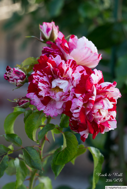 'Rock & Roll™ (grandiflora, Carruth 2006)' rose photo
