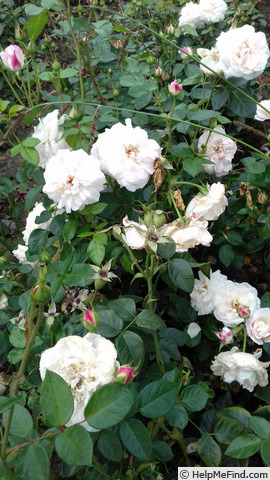 'Frere de Taize  ®' rose photo
