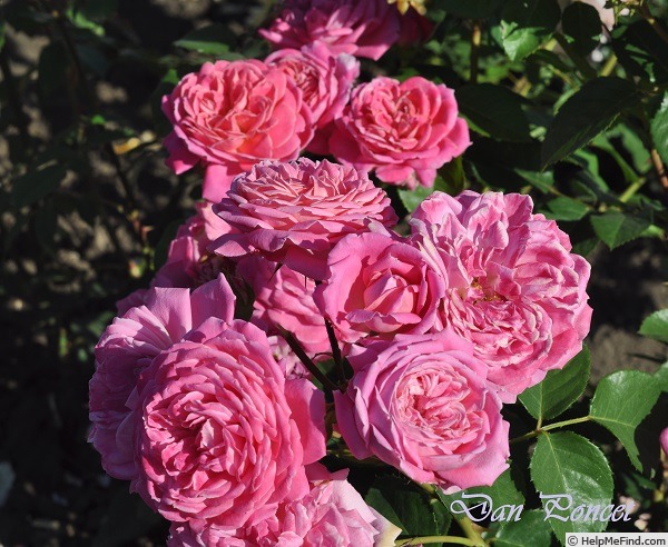 'Dan Poncet ®' rose photo