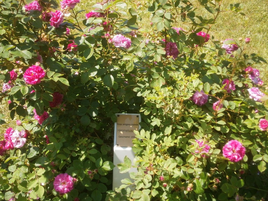 'Rosarium im Doblhoffpark'  photo