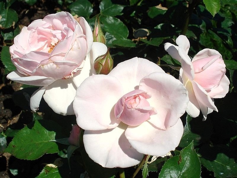 'Jardin de Granville®' rose photo