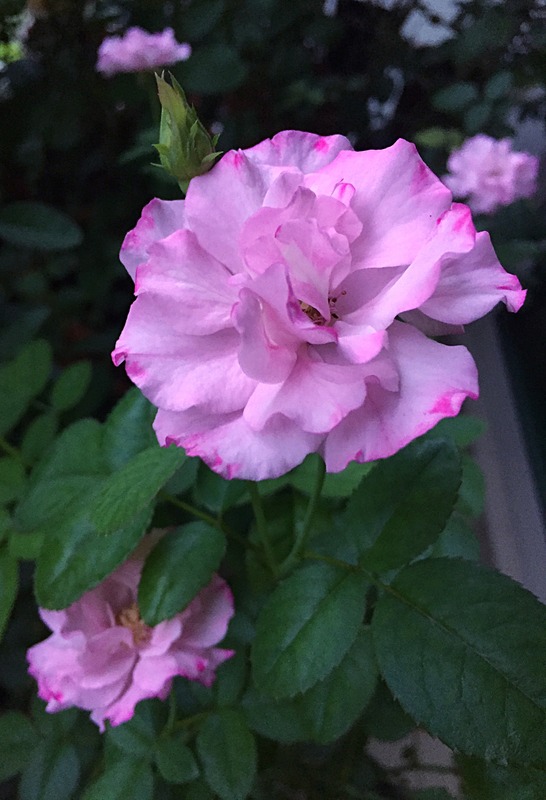'Otomegokoro' rose photo