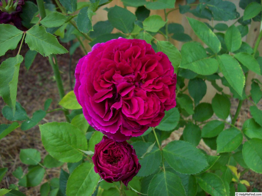 'Falstaff' rose photo