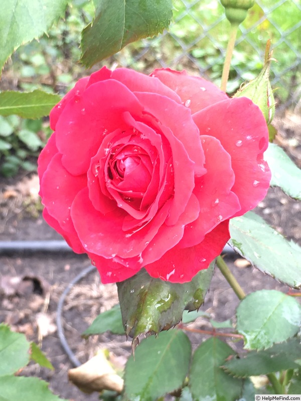 'Polonaise (shrub, Buck, 1984)' rose photo