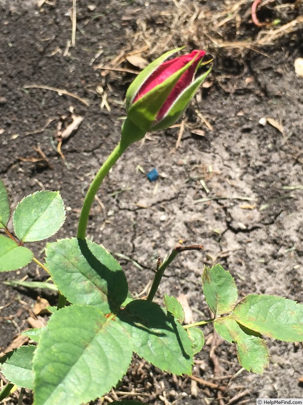 'SPOTTED OWL' rose, click to enlarge 'SPOTTED OWL' rose photo
