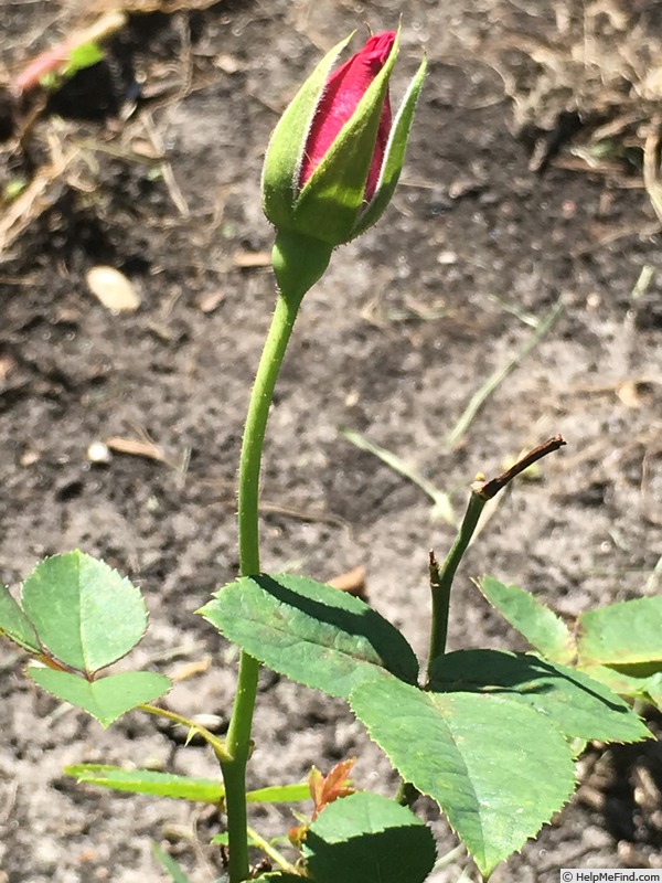 'SPOTTED OWL' rose, click to enlarge 'SPOTTED OWL' rose photo