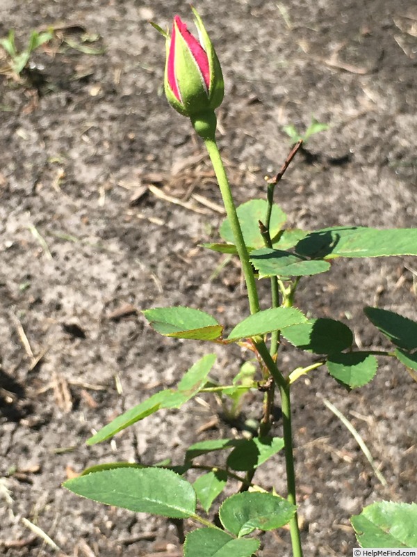 'SPOTTED OWL' rose photo