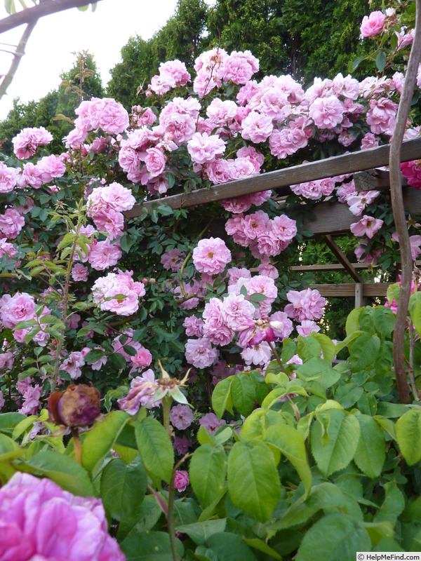 'John Davis' rose photo