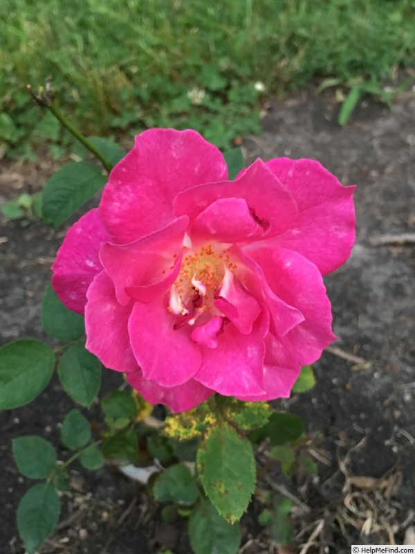 'SPOTTED OWL' rose, click to enlarge 'SPOTTED OWL' rose photo