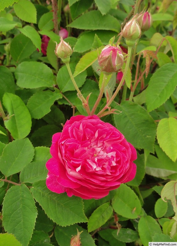 'Beau Narcisse' rose photo