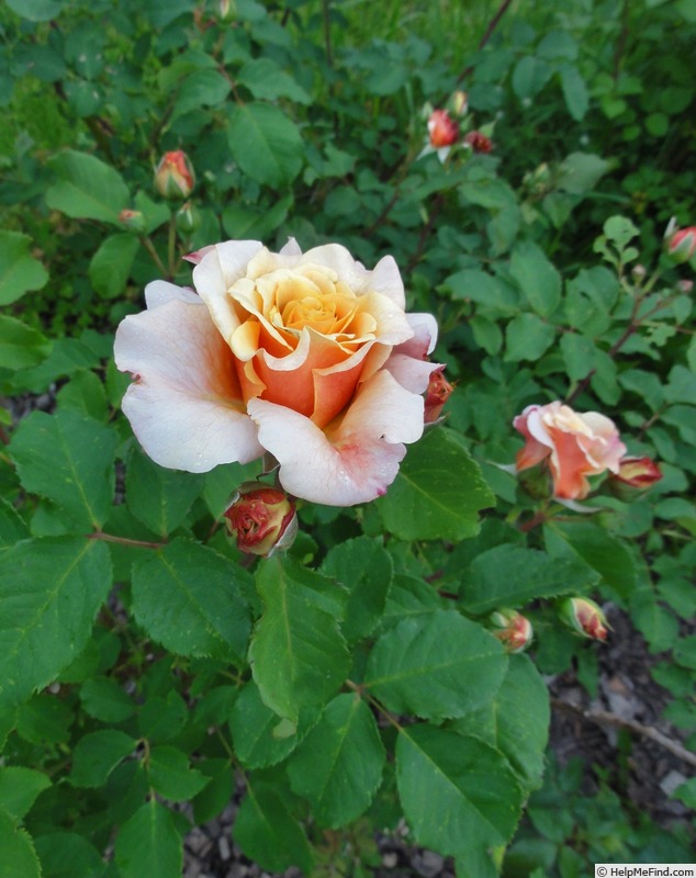 'Caramella ™ (shrub, Kordes before 2000)' rose photo