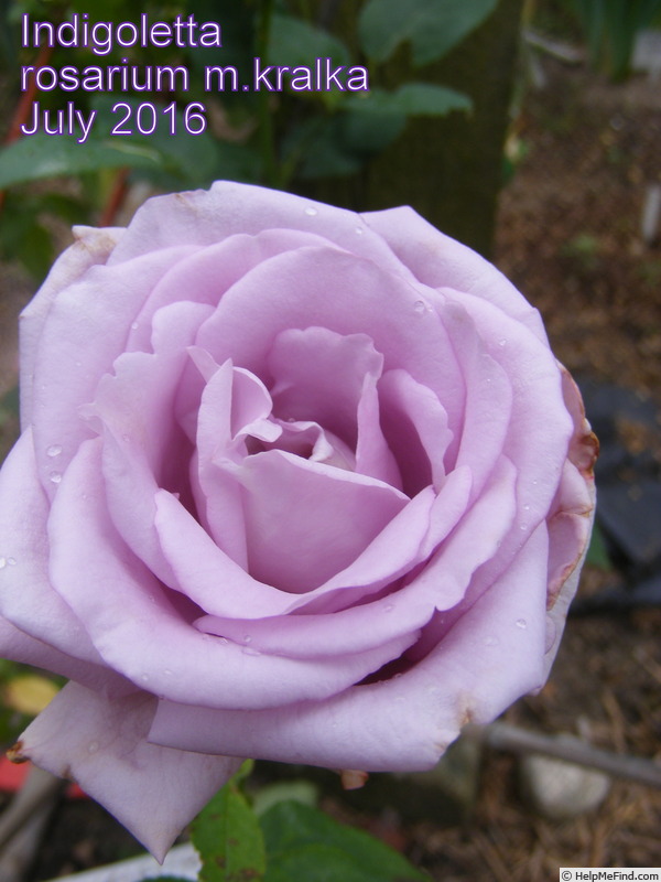 'Indigoletta' rose photo