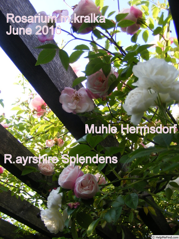 'Mühle Hermsdorf' rose photo
