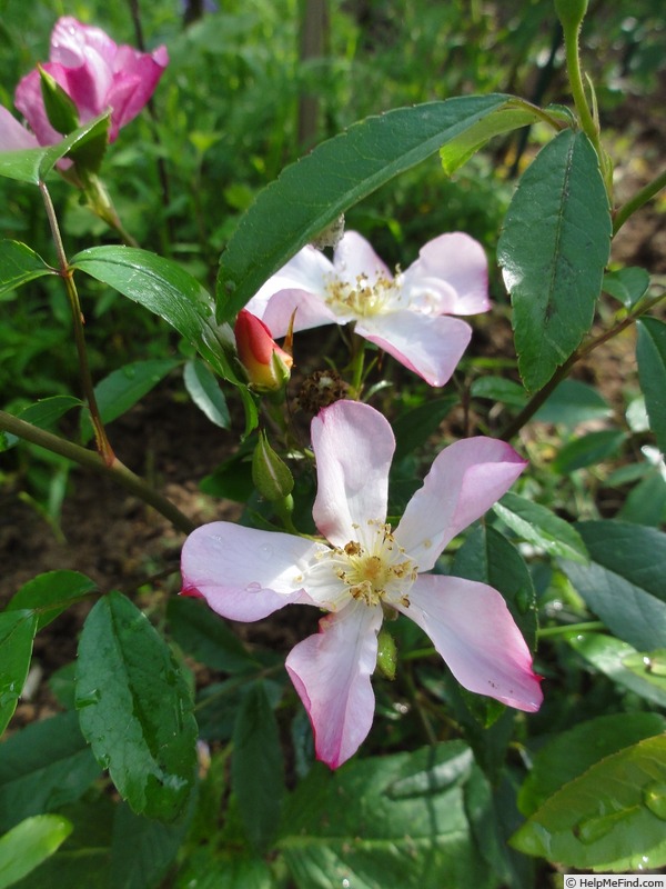 'Jumping Jack' rose photo