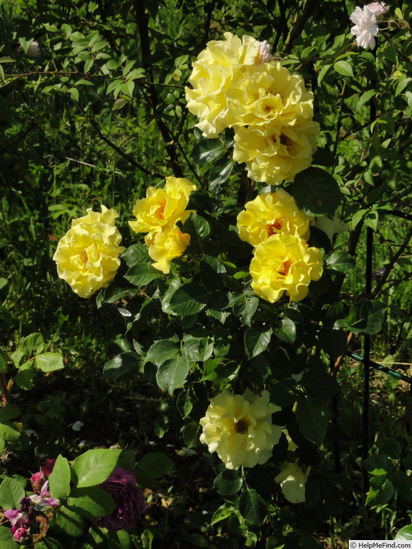 'Lichtkönigin Lucia (Large Flowered Climber, Kordes, 1966)' rose photo