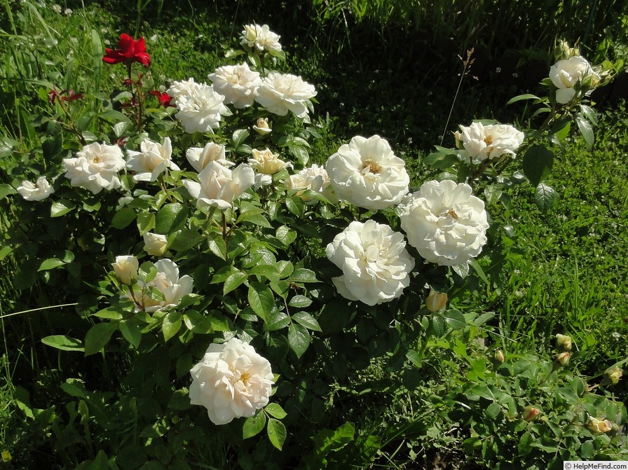 'Lions-Rose ®' rose photo