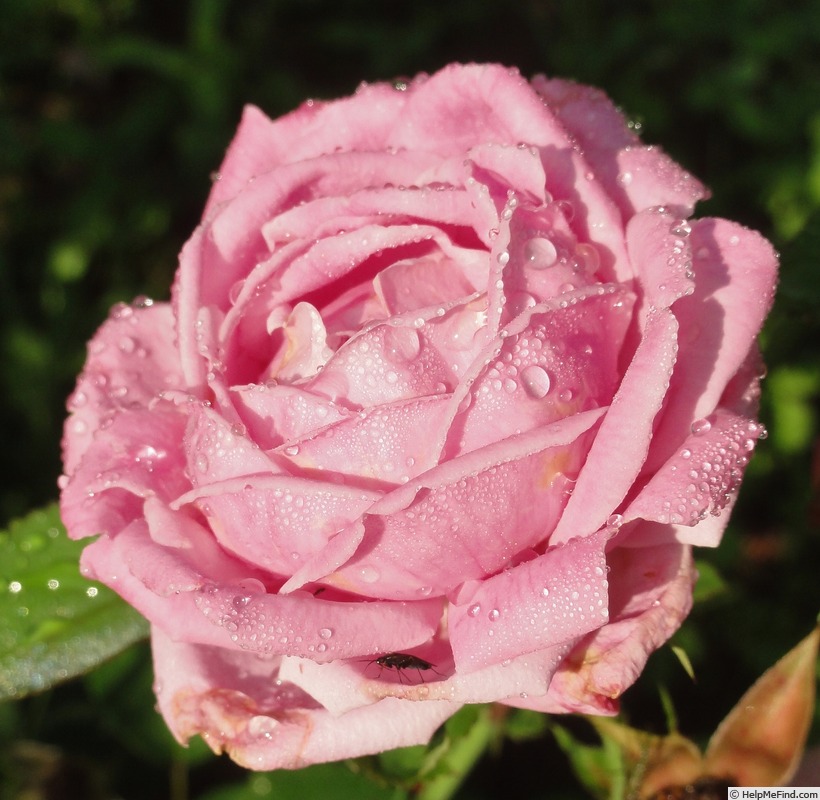 'Madame Neumann' rose photo