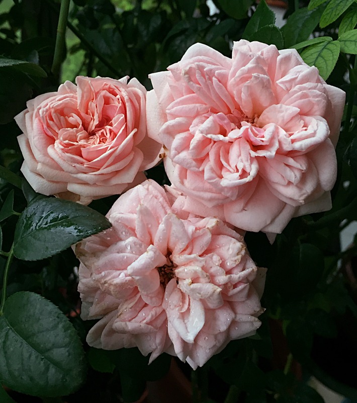 'Aphrodite ® (shrub, Evers/Tantau, 2000/06)' rose photo