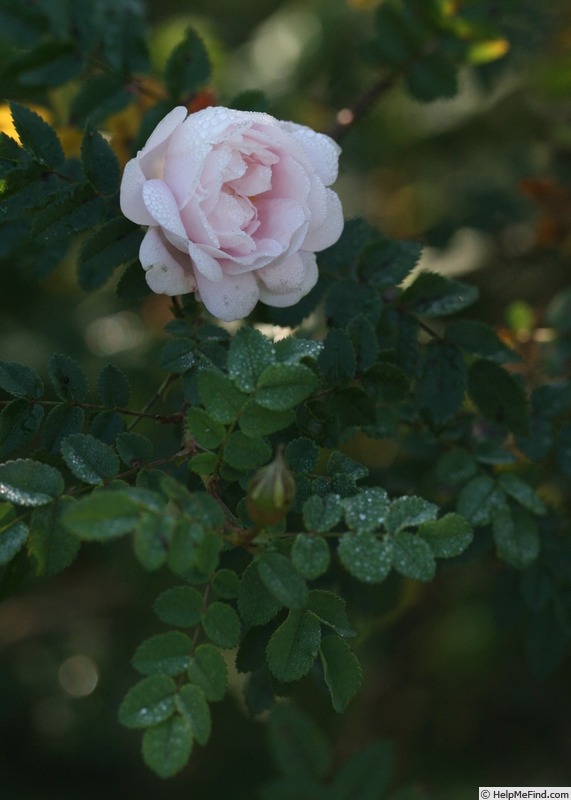 'Falkland' rose photo