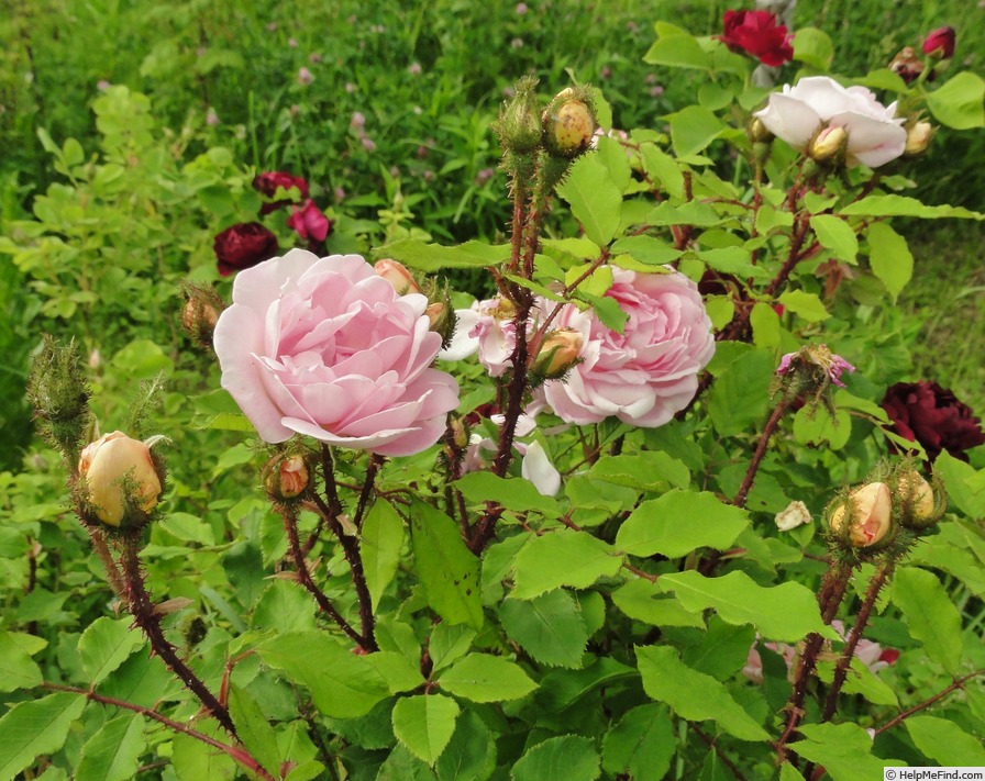 'Robert Léopold' rose photo