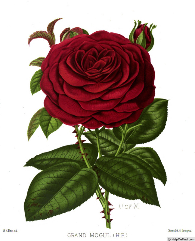 'Grand Mogul (Hybrid Perpetual, Paul, 1886)' rose photo