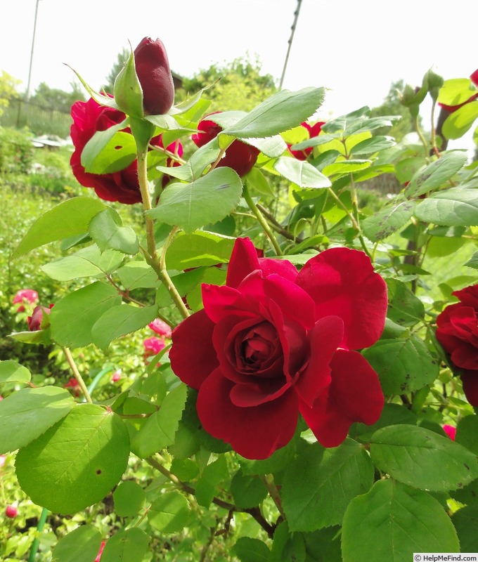 'Tess of the D'Urbervilles' rose photo