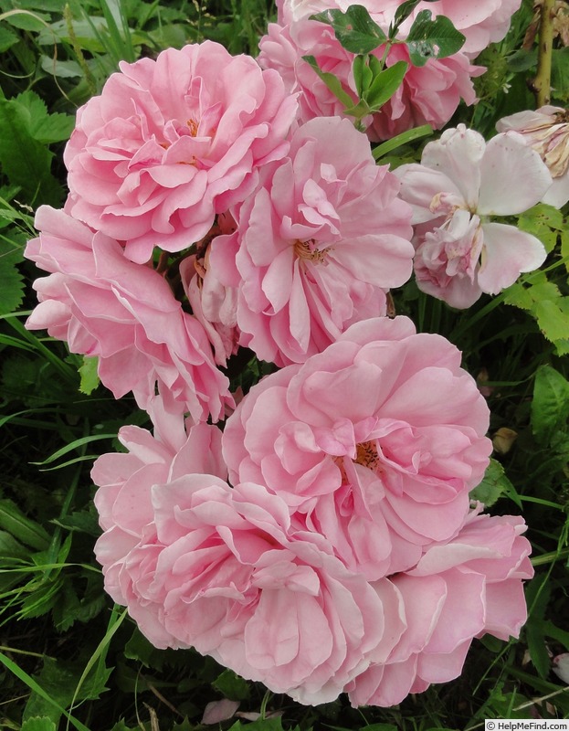 'Uetersens Rosenprinzessin' rose photo