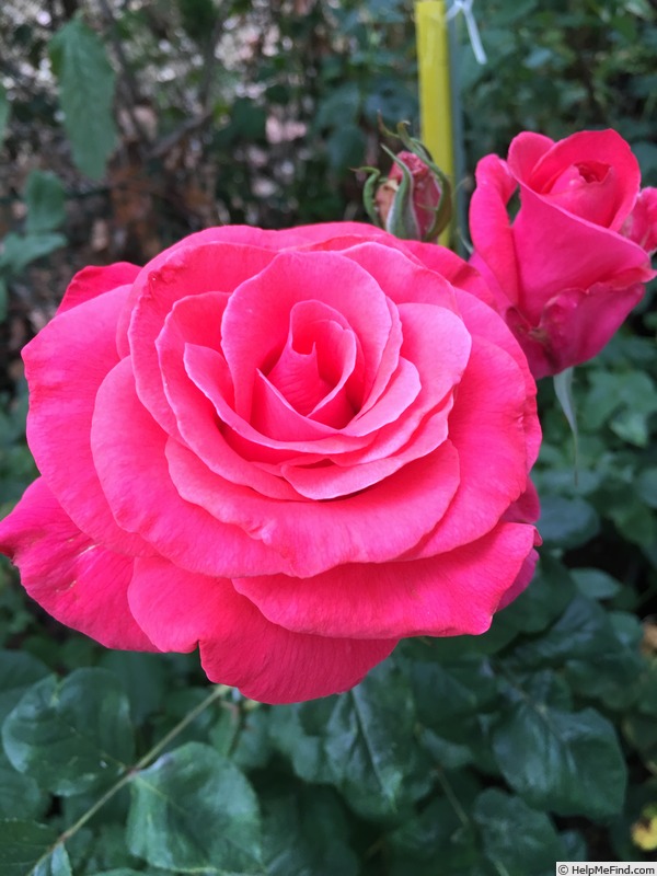 'Zach Nobles' rose photo