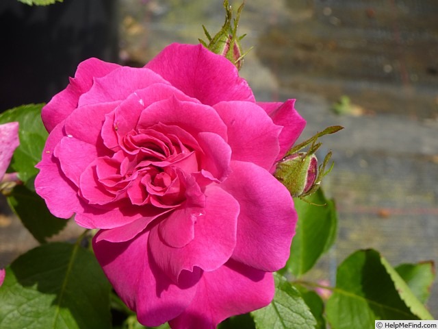 'The Wallflower' rose photo