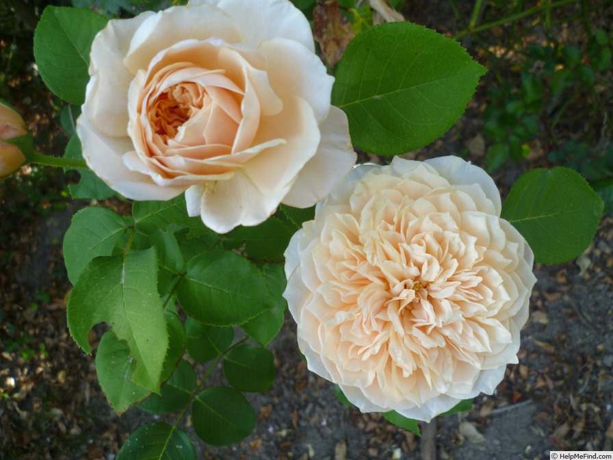 'English Garden ®' rose photo