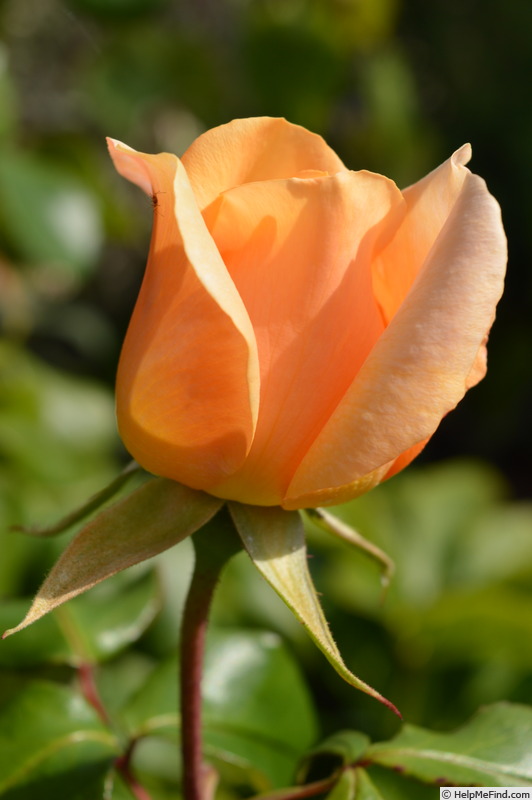 'John Hughes' rose photo