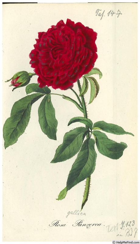 'Panzerea' rose photo