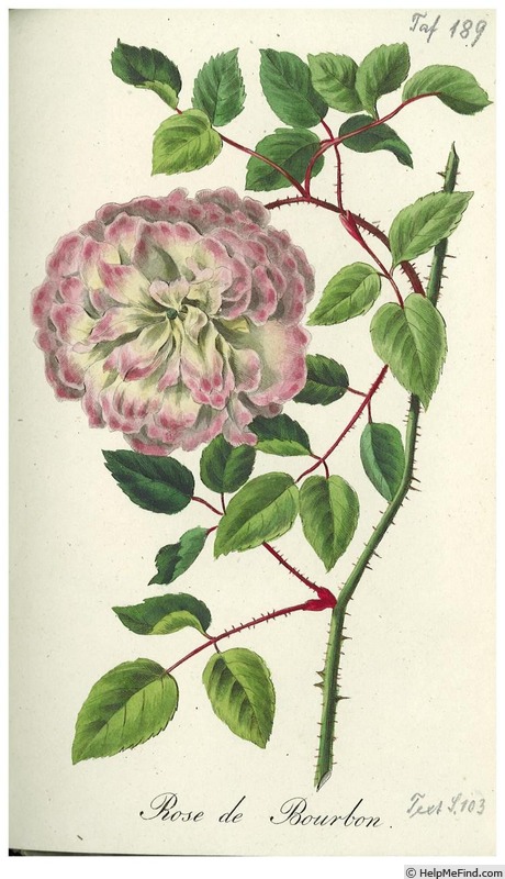 'Bourbon (tea, Vandenberg/Laffay, 1825)' rose photo