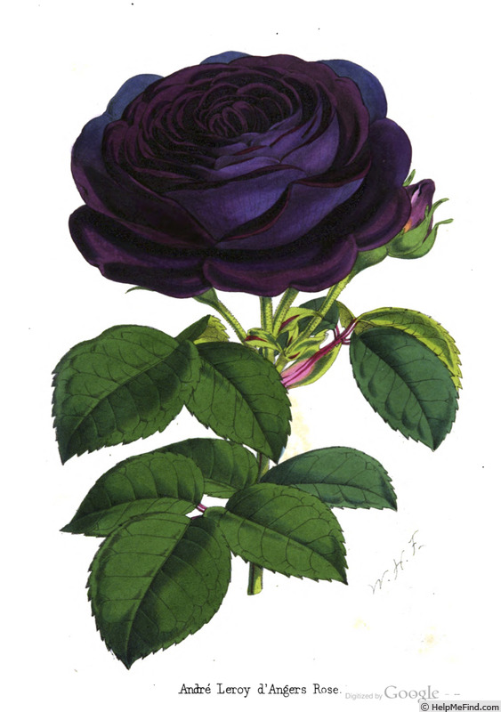 'André Leroy d'Angers' rose photo