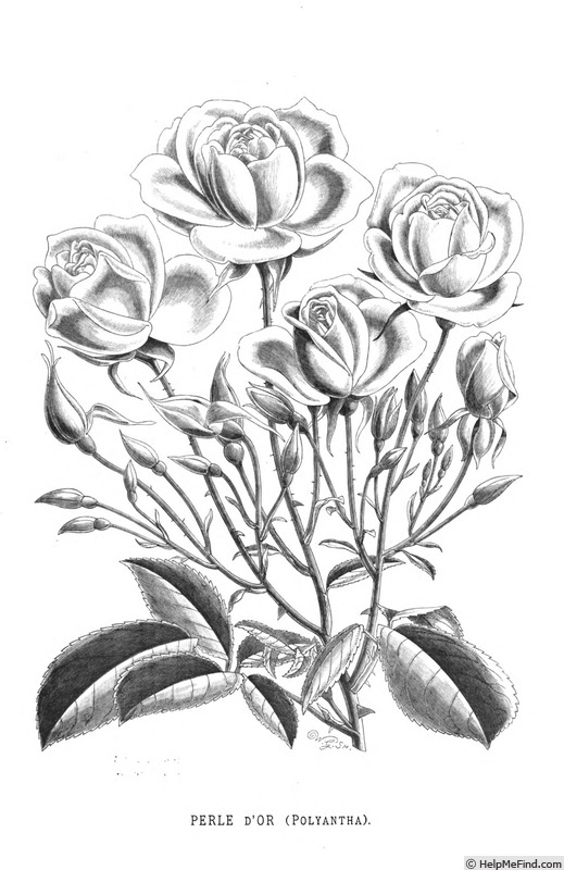 'Perle d'Or (polyantha, Rambaux, 1875)' rose photo