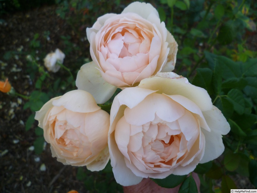 'Wollerton Old Hall' rose photo