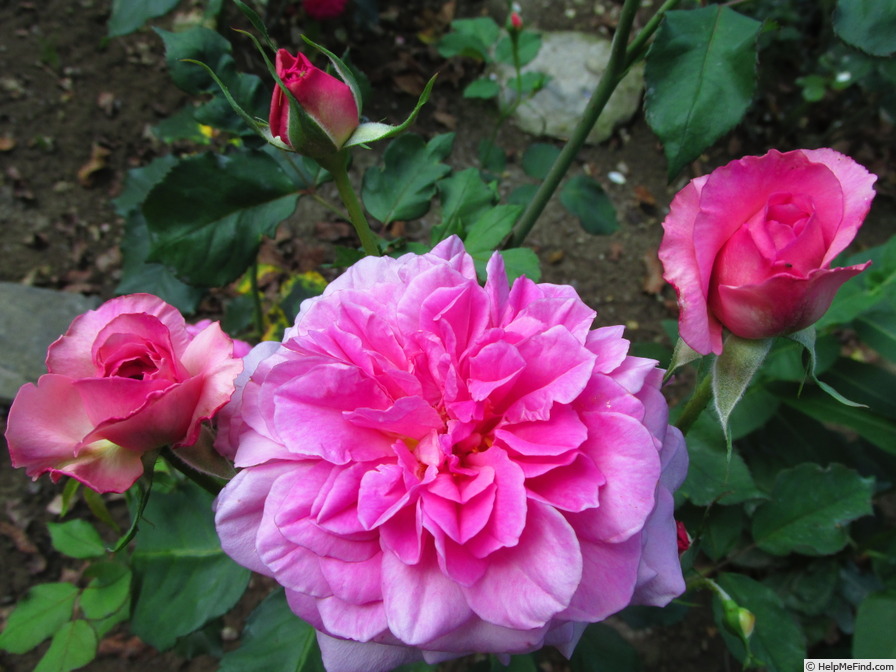 'Böhmorose' rose photo