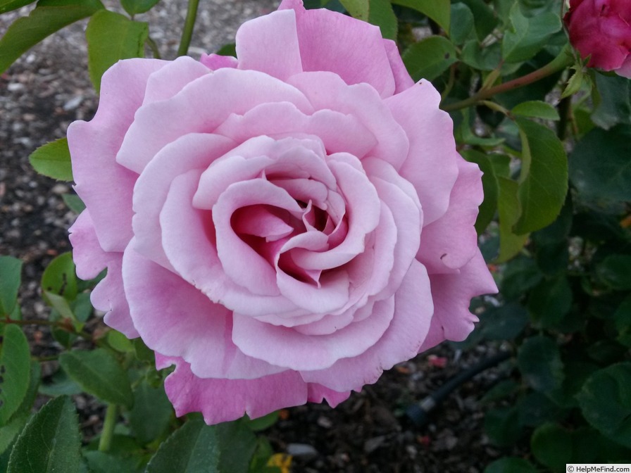 'Memorial Day ™' rose photo