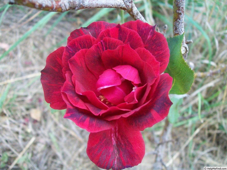 'Spanish Lady' rose photo