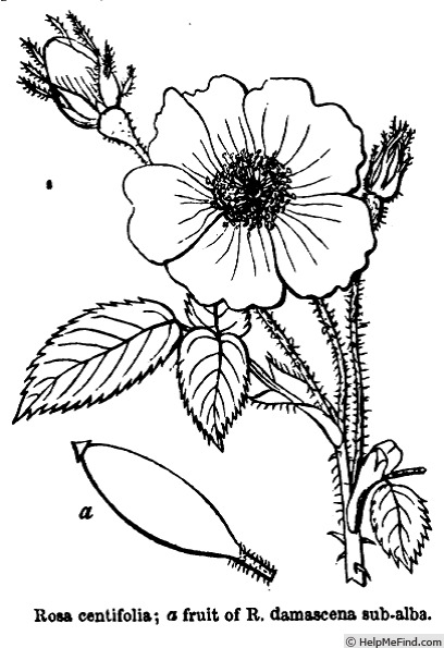 '<i>Rosa centifolia simplex</i>' rose photo